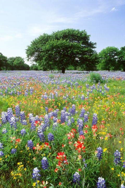 A photo of the amazing tree and flowers field - for taikeri associates with Chaconne Klaverenga, Paganini Caprice No.24